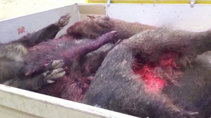 Mistreţ, peşte şi ambarcaţiuni, confiscate de la braconieri